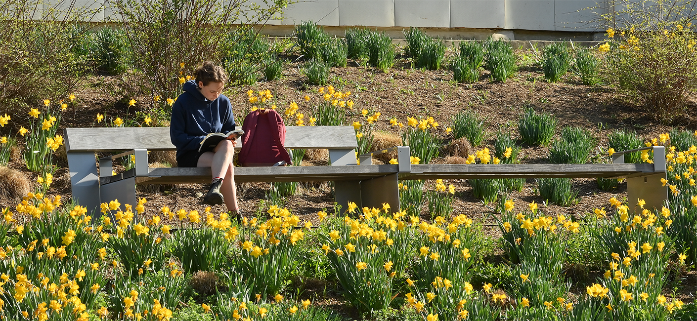 Student sits on a bench reading surrounded by daffodils.