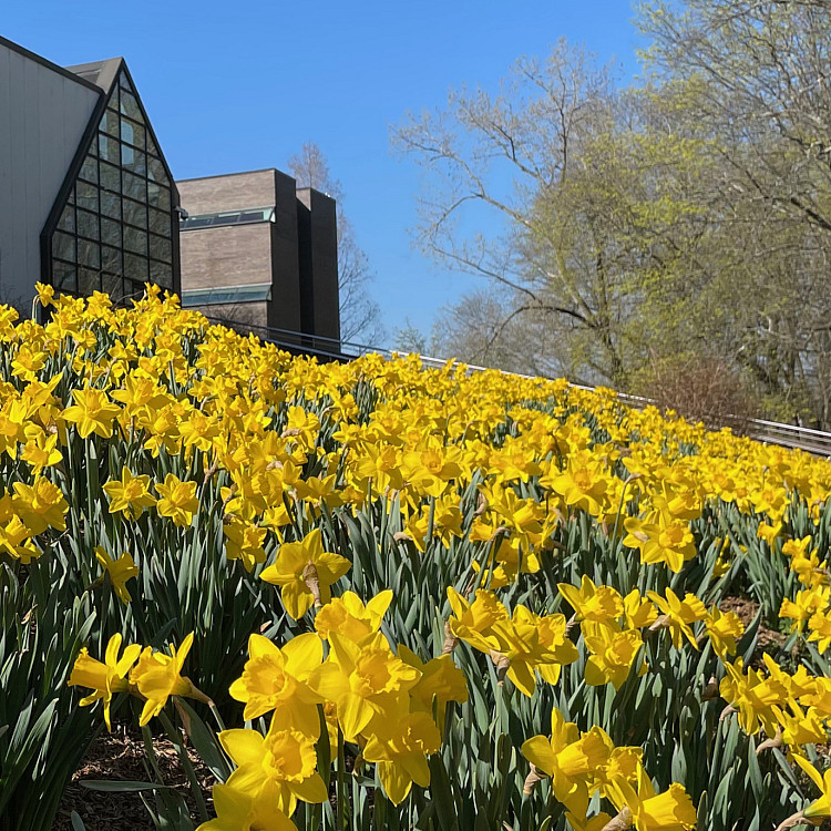 Daffodils behind the Dance building.