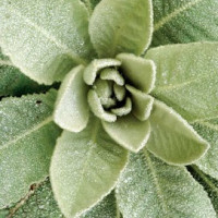 Picture of a plant