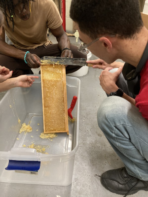 Students use a comb knife to remove the caps from honey frames