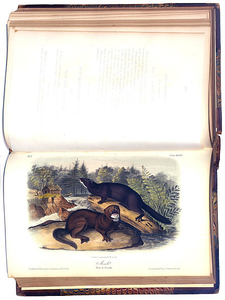 Plate 33 of Viviparous Quadrupeds of North America by John James Audubon, 1851 Plate 33 of Viviparous Quadrupeds of North America by John James Audubon, 1851