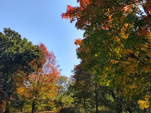 Central Park Tour